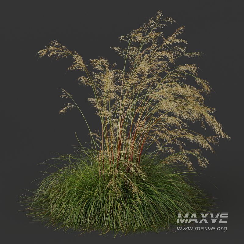 ntal grass prized for its tall, arching stems crowned with golden seed heads. This 3D model set includes six unique variations of the plant, meticulously designed to capture the natural elegance and movement of its fine, feathery plumes. Perfect for modern garden scenes, landscape visualizations, or architectural exteriors, each model brings depth, realism, and a gentle sense of motion to your render. - Image 4