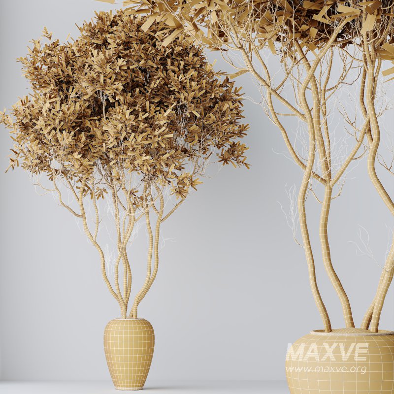 AV Indoor Plants Set 376 Arbequina Olive and Ficus Binnendijkii and Euphorbia Drupifera - Image 7