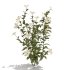 White Phlox Bush Arrangement - Thumbnail 5