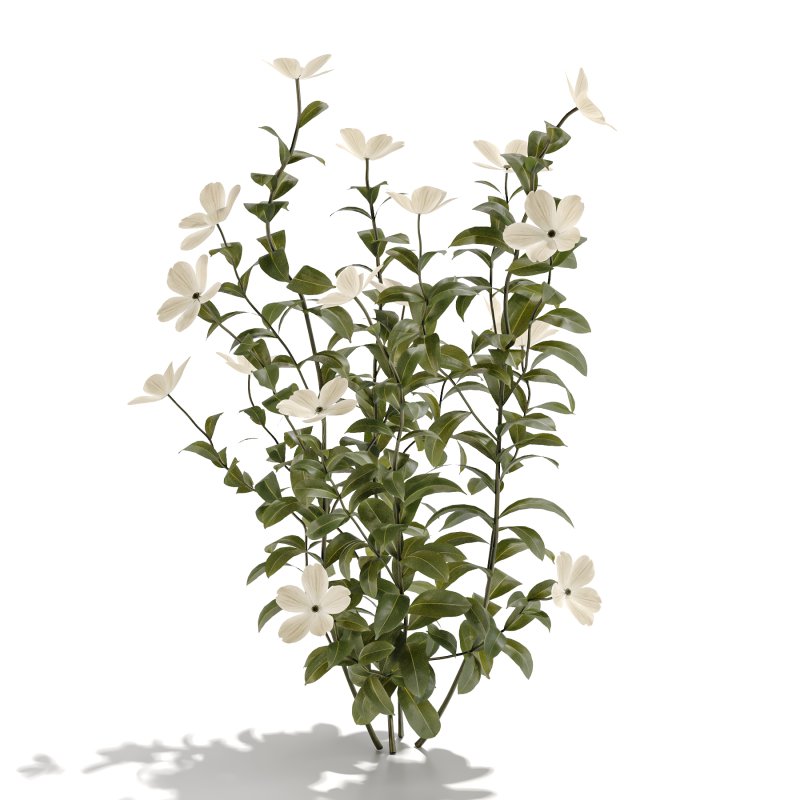White Phlox Bush Arrangement - Image 5
