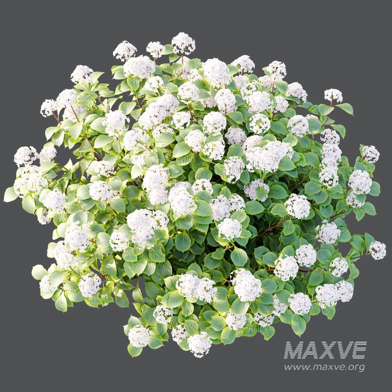 hydrangea arborescens Bush 04 - Image 3