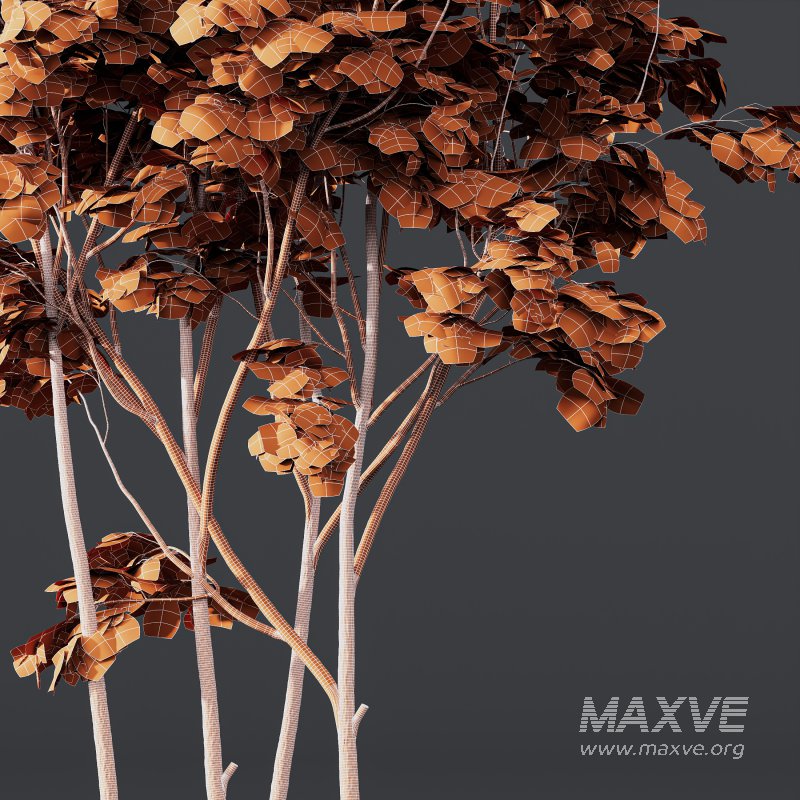 AV Phoenix Dactylifera Date Jurassic Palm Tree and Ash Maple Tree - Image 11