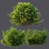 ntal shrubs, designed with botanical precision for photorealistic exterior rendering. - Thumbnail 7