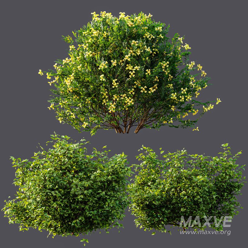 ntal shrubs, designed with botanical precision for photorealistic exterior rendering. - Image 7