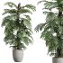 AV Indoor Plants Set 387 Aloe Vera and Olive and Peace Lily and Deliciosa Large Leaf - Thumbnail 5