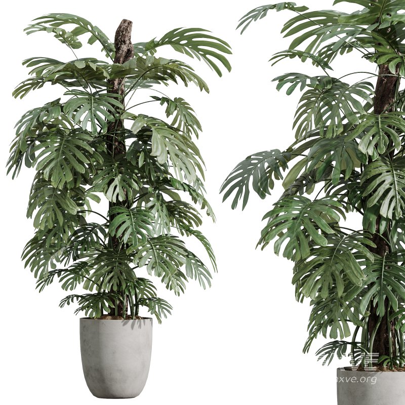 AV Indoor Plants Set 387 Aloe Vera and Olive and Peace Lily and Deliciosa Large Leaf - Image 5