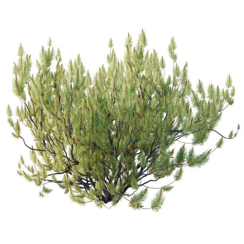 Pinus Mugo plant 05 - Image 3