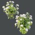 hydrangea arborescens Bush 09 - Thumbnail 4