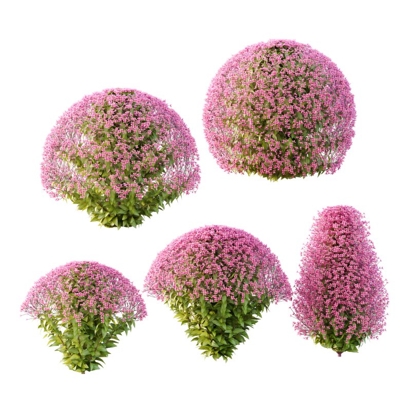 Spirea Japonica Bush 07 - Image 3