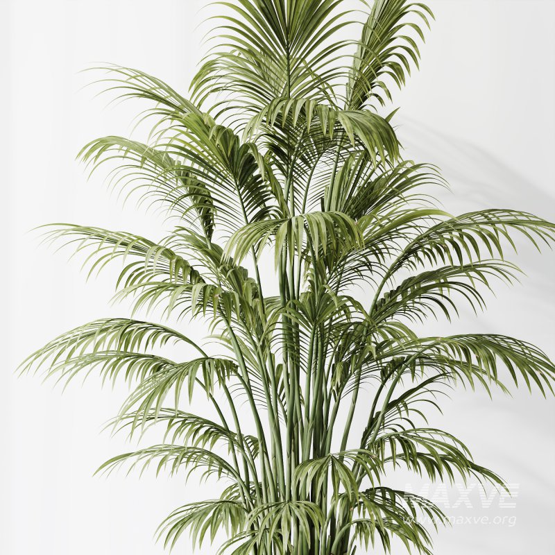 AV Indoor Plants Set 397 Zamiifolia and Giant Monstera and Dracaena Warneckii Lemon and Areca Palm - Image 9