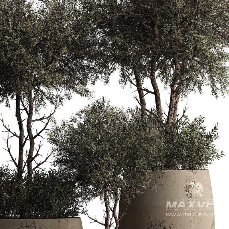 Indoor plant 074 - Image 6