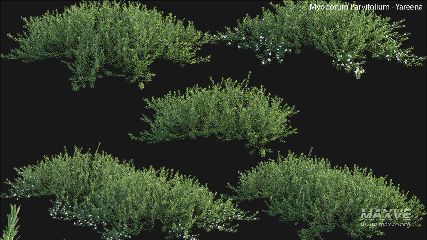 Collection 22 – Australian Plants - Image 10