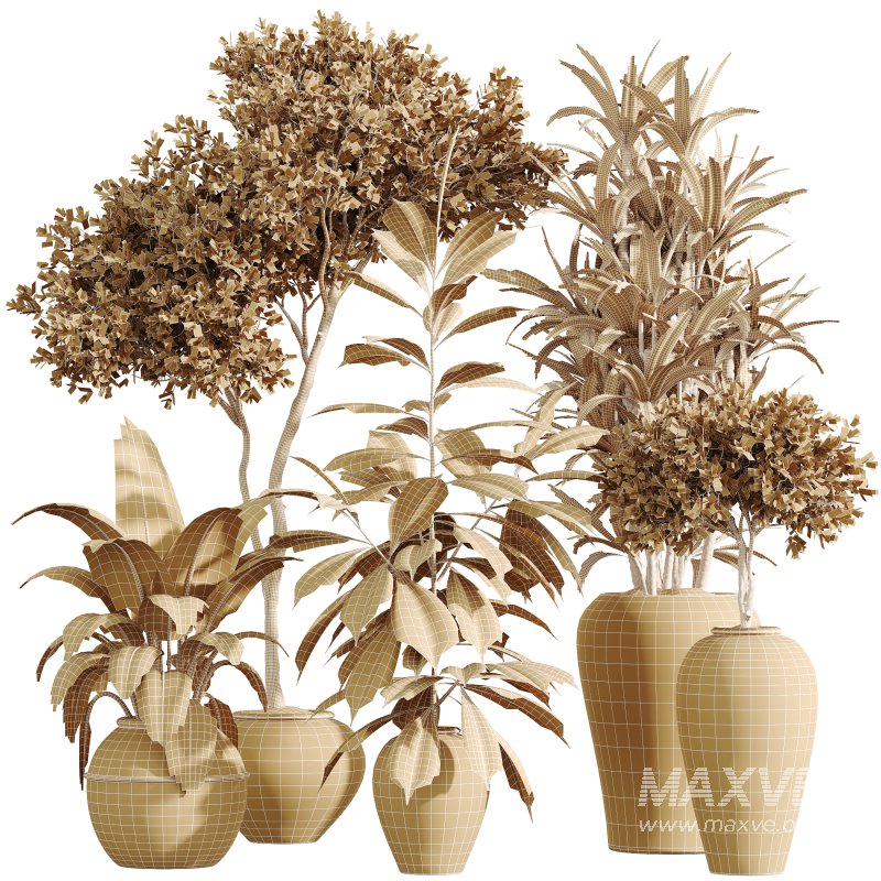 AV Indoor Plants Set 399 Olive and Dracaena Warneckii and Ficus Cyathistipula and Ficus Elastica - Image 9