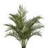 AV Indoor Plants Set 379 Ficus Marginata and Yucca Palm and Kentia Everlasting and Ficus Binnendijkii - Thumbnail 3