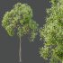 AV Teak Tectona Grandis Tree and Shorea Robusta Sal Tree - Thumbnail 5