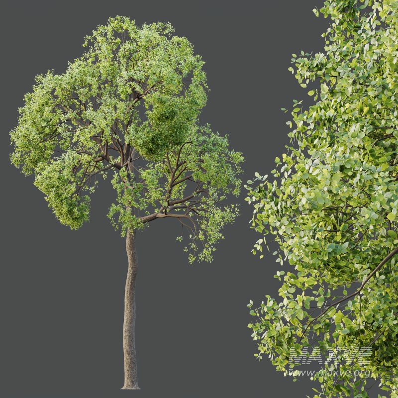 AV Teak Tectona Grandis Tree and Shorea Robusta Sal Tree - Image 5