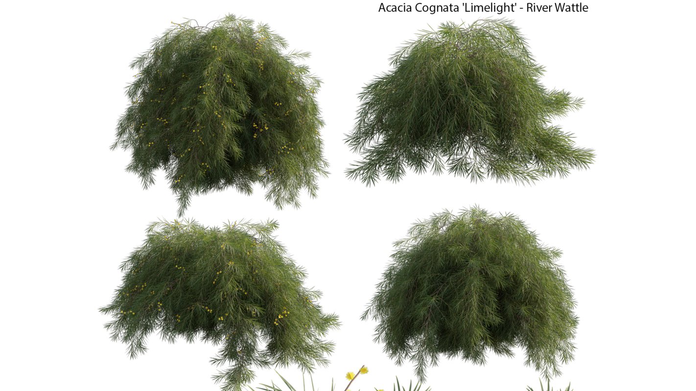 Collection 22 – Australian Plants - Image 23