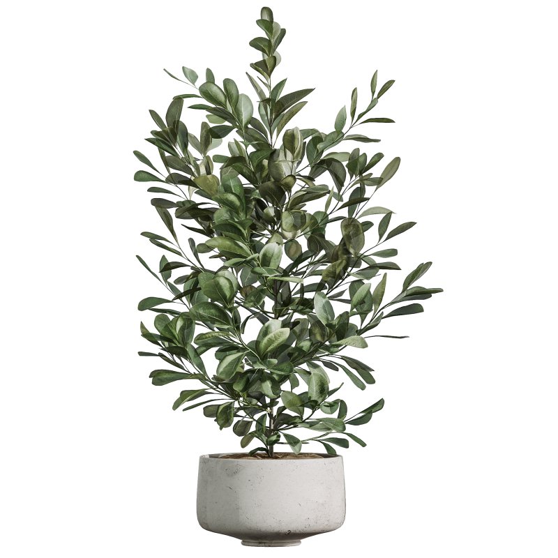 AV Indoor Plants Set 381 Rhapis Palm and Green Sansevieria and Ficus Microcarpa and Olive Eucalyptus - Image 3