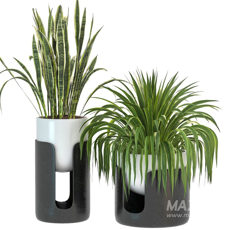 Plant Set 11 - Image 2