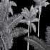AV Roystonea Regia trees - Thumbnail 8