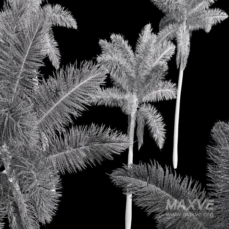 AV Roystonea Regia trees - Image 8