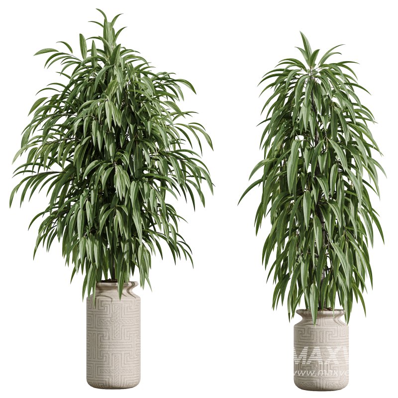 AV Indoor Plants Set 376 Arbequina Olive and Ficus Binnendijkii and Euphorbia Drupifera - Image 5