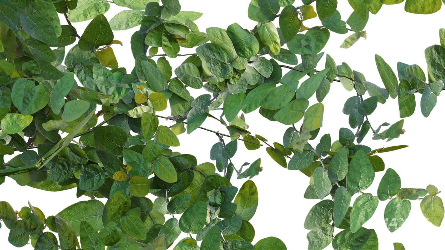 Collection 18 – Chinese garden - Image 15