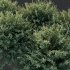 AV Montra Olive Bush and Gray Box Westringia Fruticosa Coastal Rosemary - Thumbnail 5