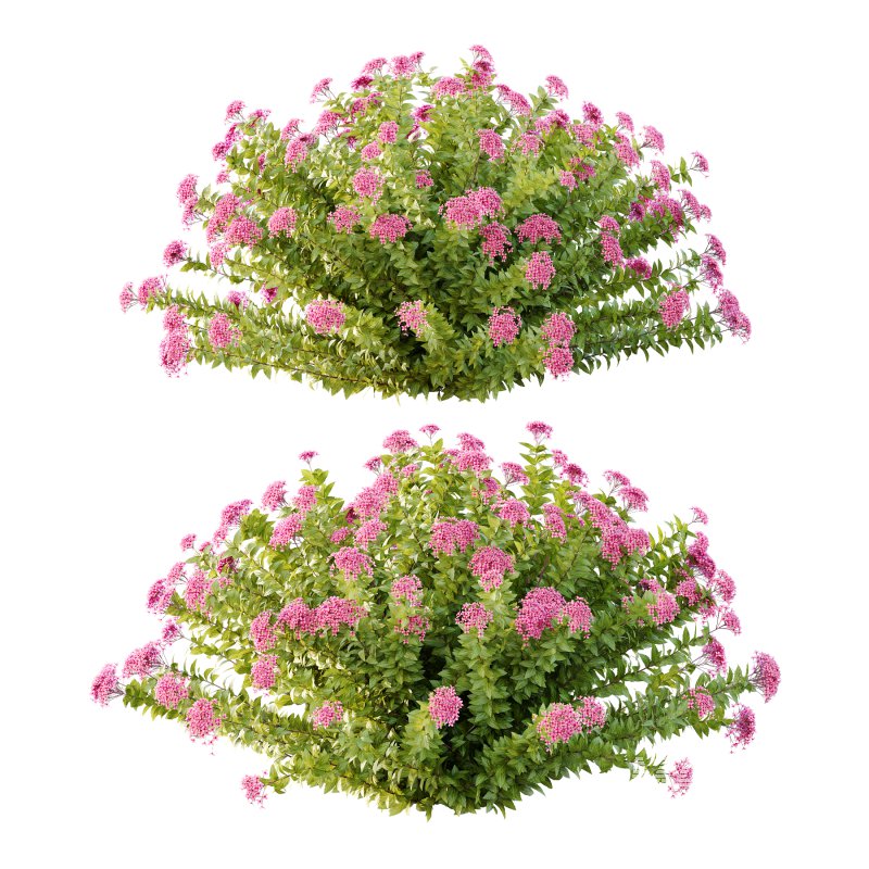 Spirea Japonica Bush 09 - Image 2