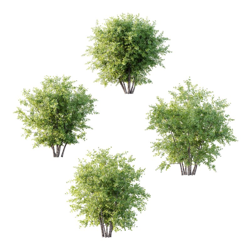 Leucophyllum frutescens Bush 05 - Image 4