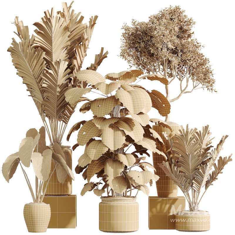 AV Indoor Plants Set 394 Cyara Palm and Mission olive and Elegant Monstera and Cunjevoi Alocasia - Image 6