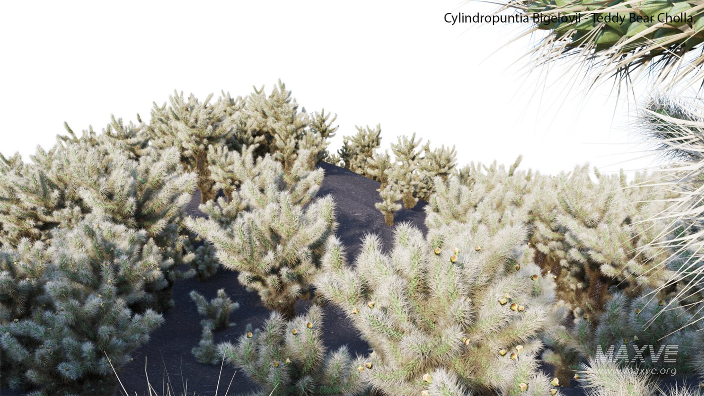 Collection 23 – Mexican Plants - Image 19