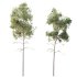AV Plants Ash Tree10 - Thumbnail 1