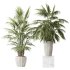 AV Indoor Plants Set 397 Zamiifolia and Giant Monstera and Dracaena Warneckii Lemon and Areca Palm - Thumbnail 2