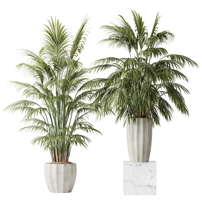 AV Indoor Plants Set 397 Zamiifolia and Giant Monstera and Dracaena Warneckii Lemon and Areca Palm - Image 2