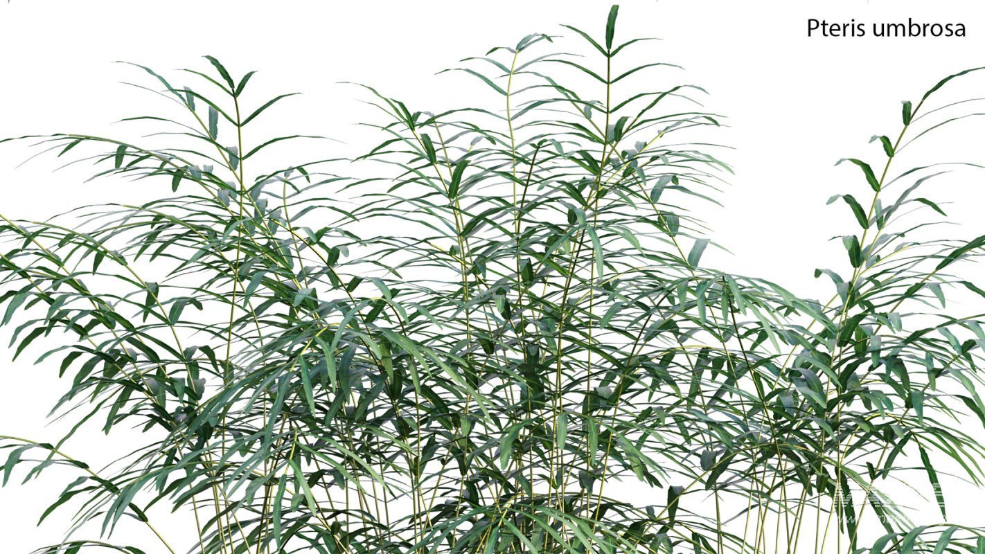 Collection 21 – Vertical garden – Green wall - Image 21