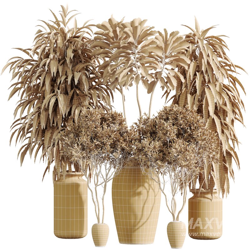 AV Indoor Plants Set 376 Arbequina Olive and Ficus Binnendijkii and Euphorbia Drupifera - Image 8