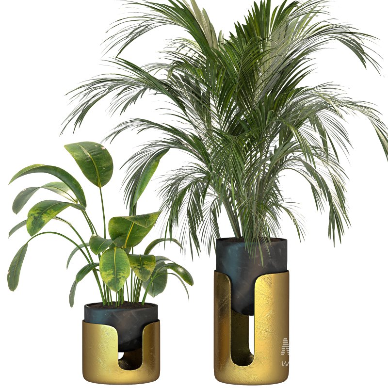 Plant Set 12 - Image 3