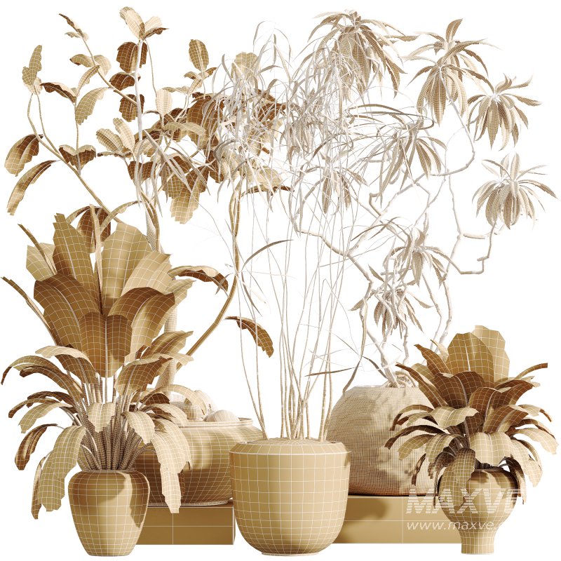 AV Indoor Plants Set 384 Ficus Robusta Abidjan and Ficus Dracaena Marginata - Image 14