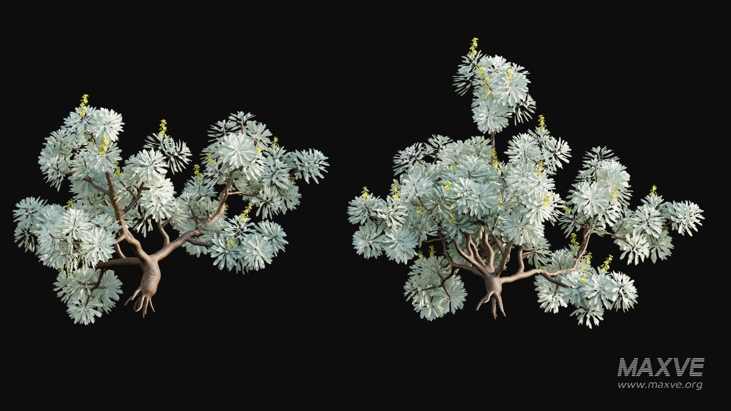 Collection 19 – Japanese garden - Image 16