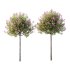 Lilac Syringa Vulgaris Tree 01 - Thumbnail 1