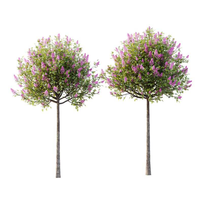 Lilac Syringa Vulgaris Tree 01 - Image 1