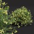 ntal shrubs, designed with botanical precision for photorealistic exterior rendering. - Thumbnail 3