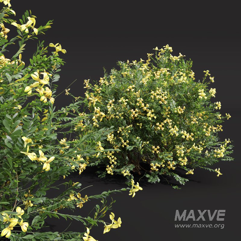 ntal shrubs, designed with botanical precision for photorealistic exterior rendering. - Image 3