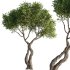 Tree Set38 - Thumbnail 5