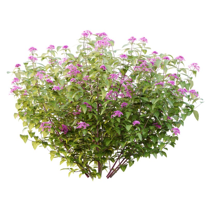 Spirea Japonica Bush 01 - Image 4
