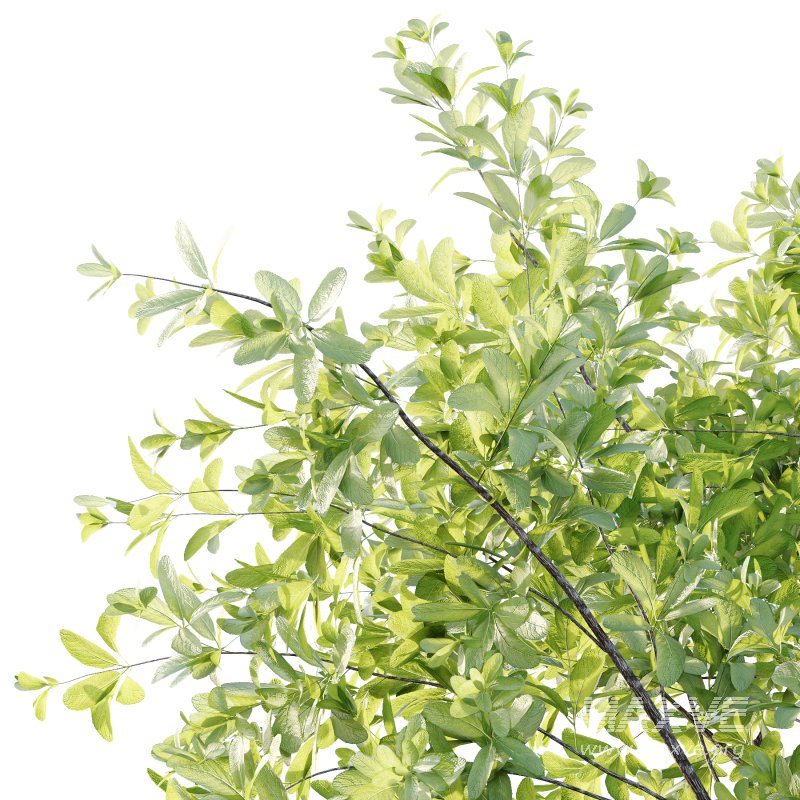 Leucophyllum frutescens Bush 05 - Image 6