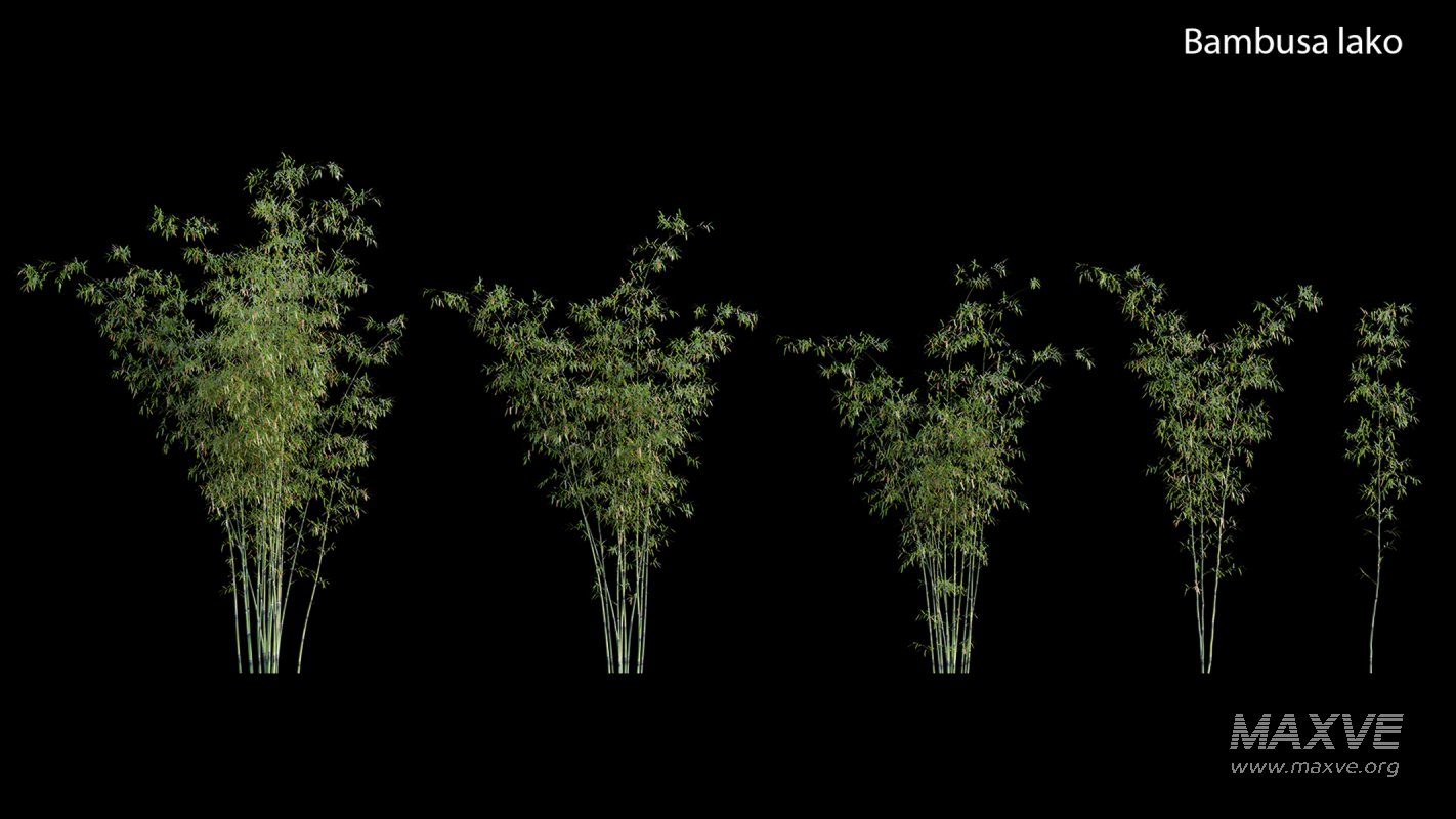 Collection 18 – Chinese garden - Image 6