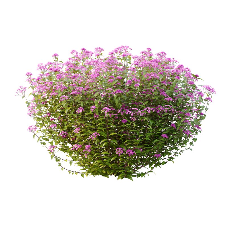 Spirea Japonica Bush 03 - Image 1