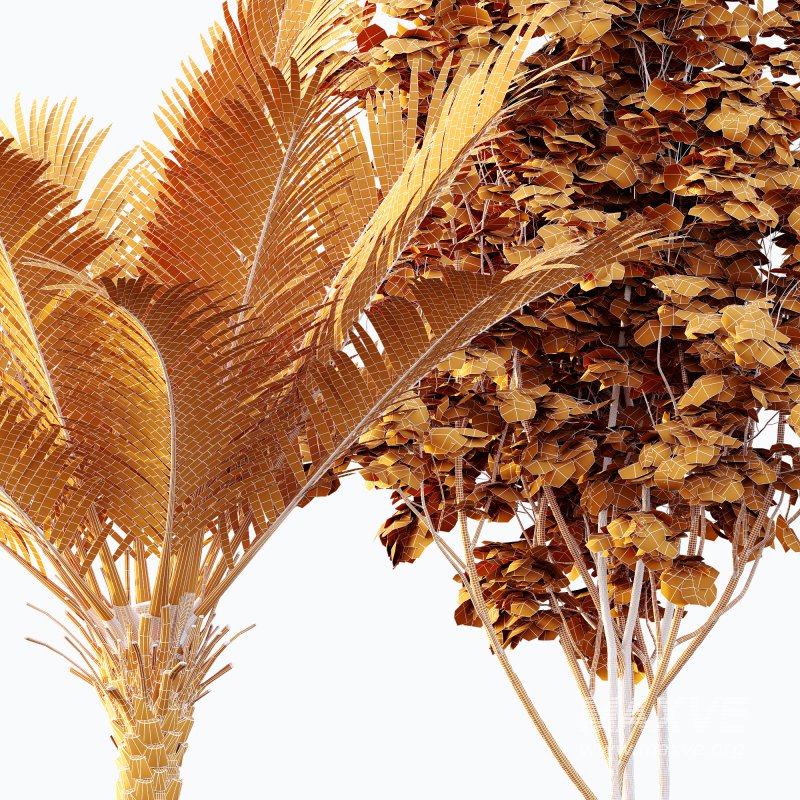 AV Phoenix Dactylifera Date Jurassic Palm Tree and Ash Maple Tree - Image 12